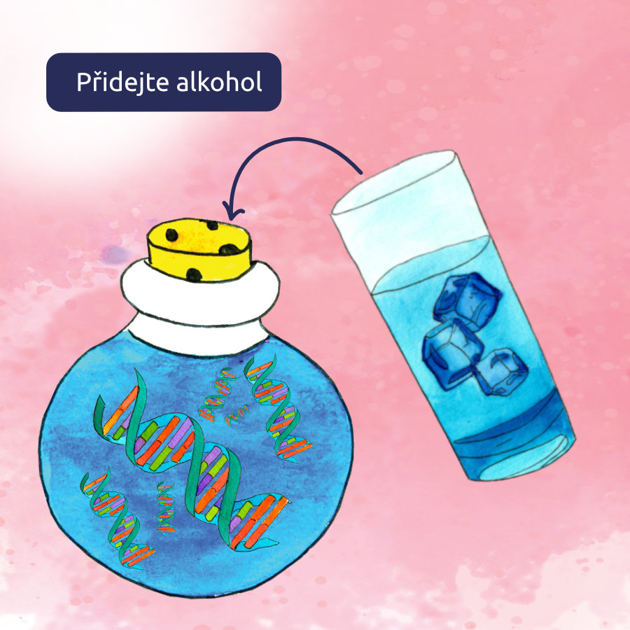 Přidejte alkohol a vylovte DNA